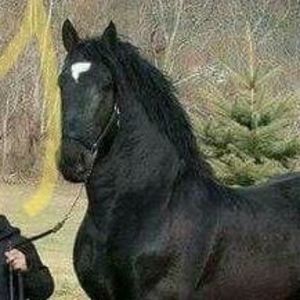 Meet your Posher, Denice